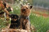 YORKSHIRE TERRIER 570